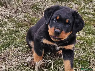 Rottweiler dogs Fantastic super raised Rottweiler pups - Advert 2