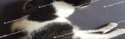 Mixed Breed cats for sale: Beautiful female kitten . - Advert 5