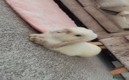 Mini Lion Lop rabbits for sale: Male mini lop - Image 2