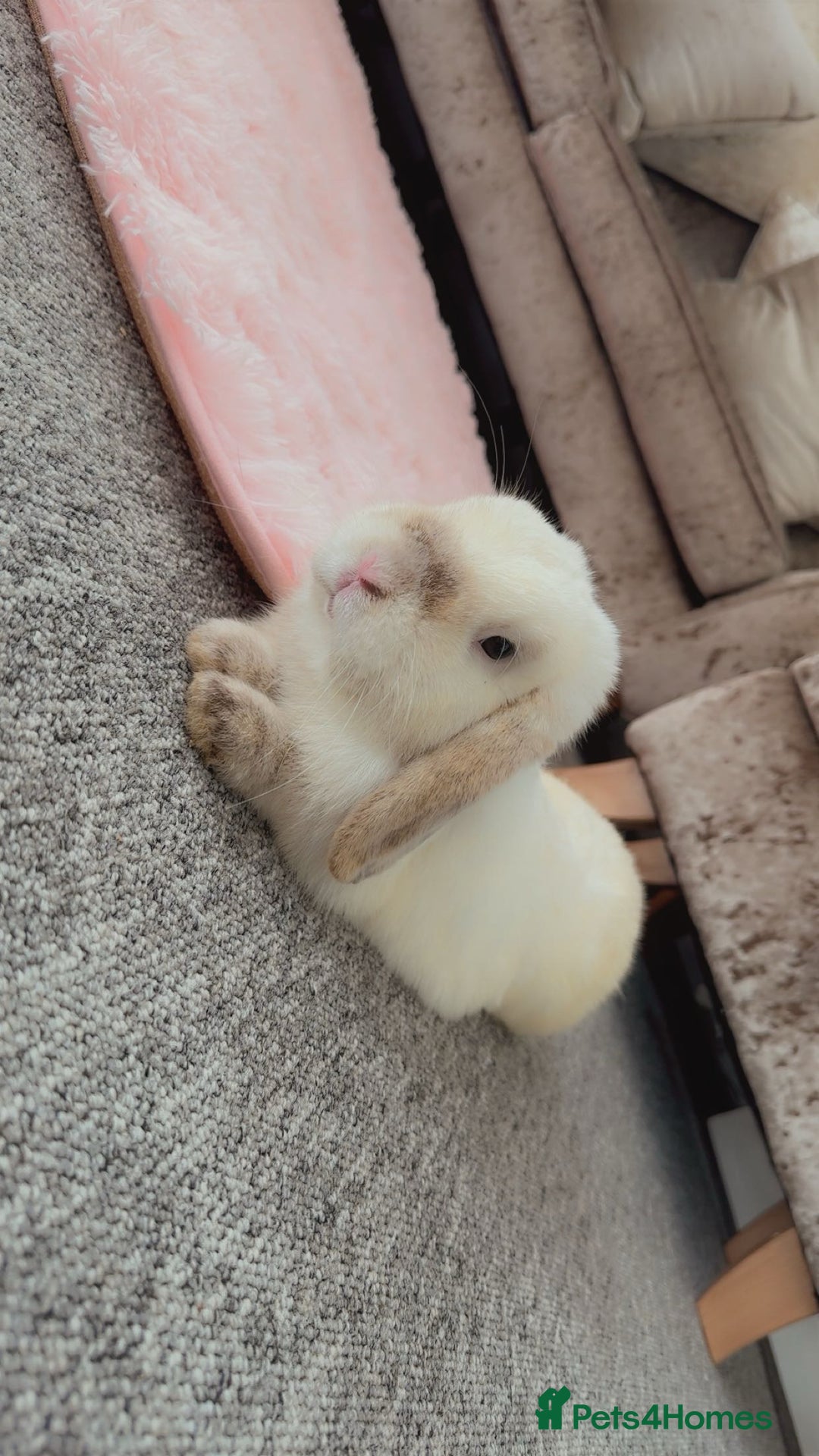 Mini Lion Lop rabbits for sale: Male mini lop - Image 2
