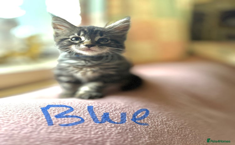 Maine Coon cats - Advert 17