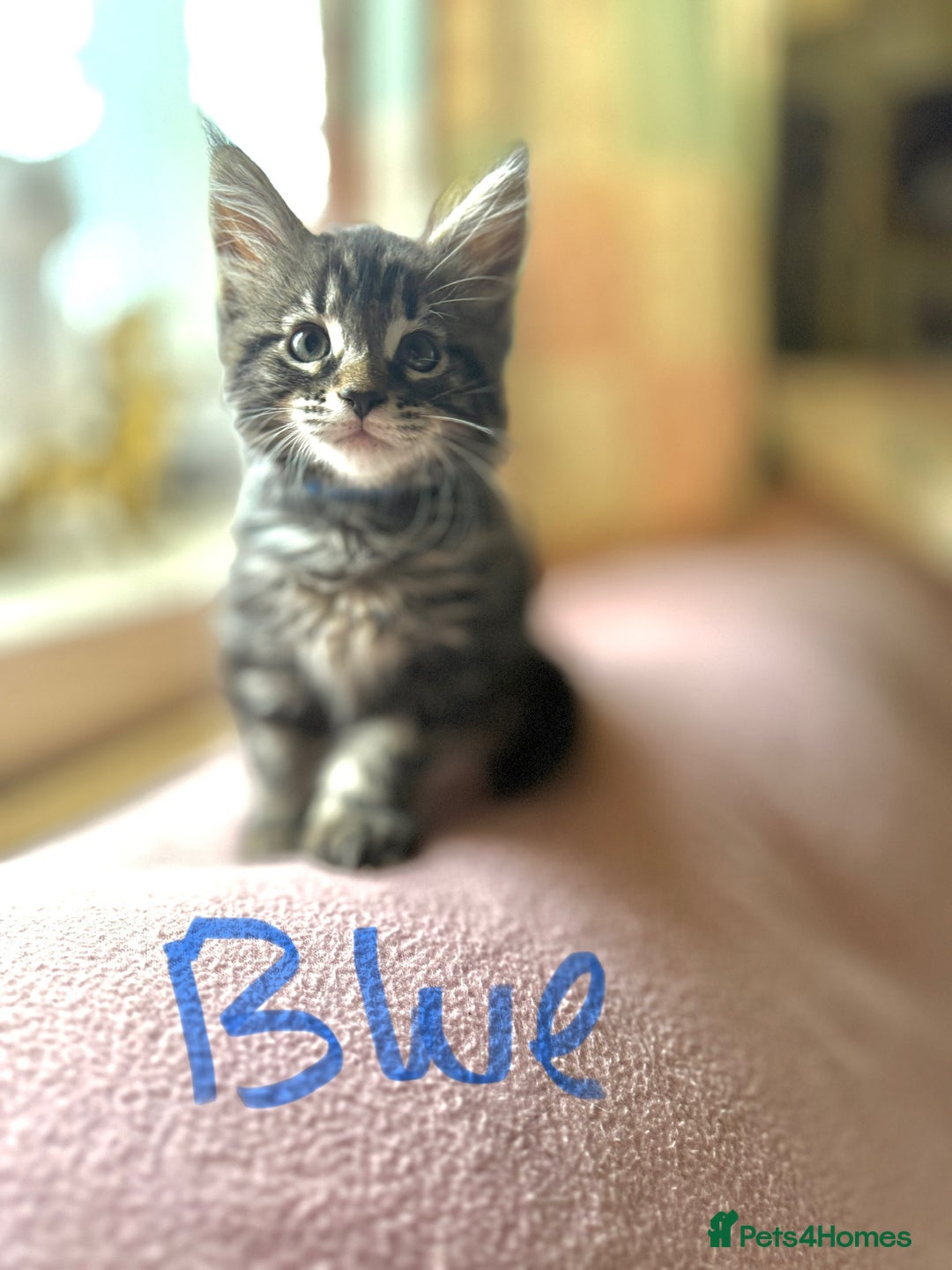 Maine Coon cats for sale: Maine Coon Kittens **READY TO LEAVE** - Image 22