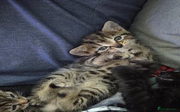 British Shorthair cats for sale: 4 beautiful kittens  - Image 12