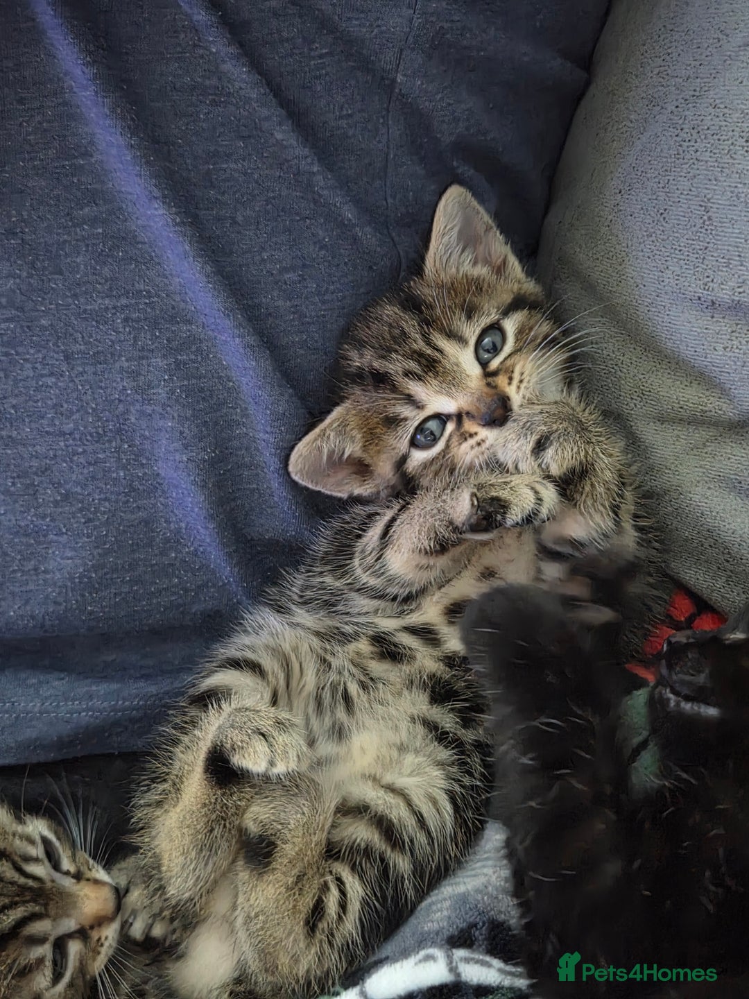 British Shorthair cats for sale: 4 beautiful kittens  - Image 12