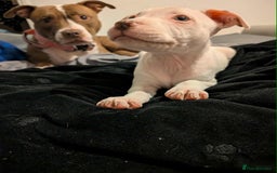 Mixed Breed dogs for sale: Lottie - Image 7