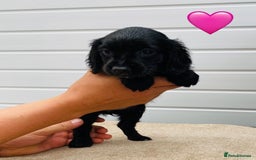 Cocker Spaniel dogs for sale: Cocker spaniel pups available  - Image 5