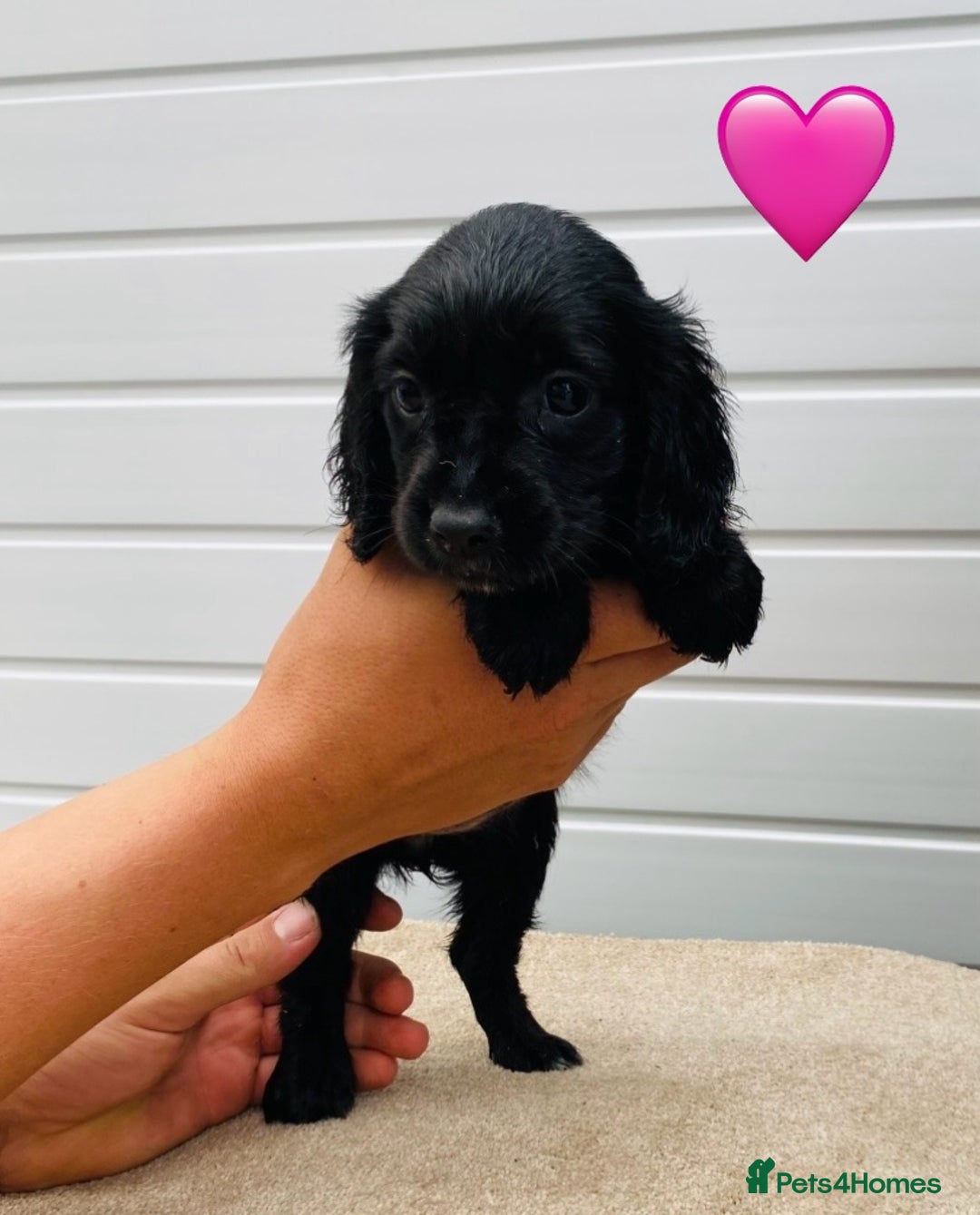 Cocker Spaniel dogs for sale: Cocker spaniel pups available  - Image 5