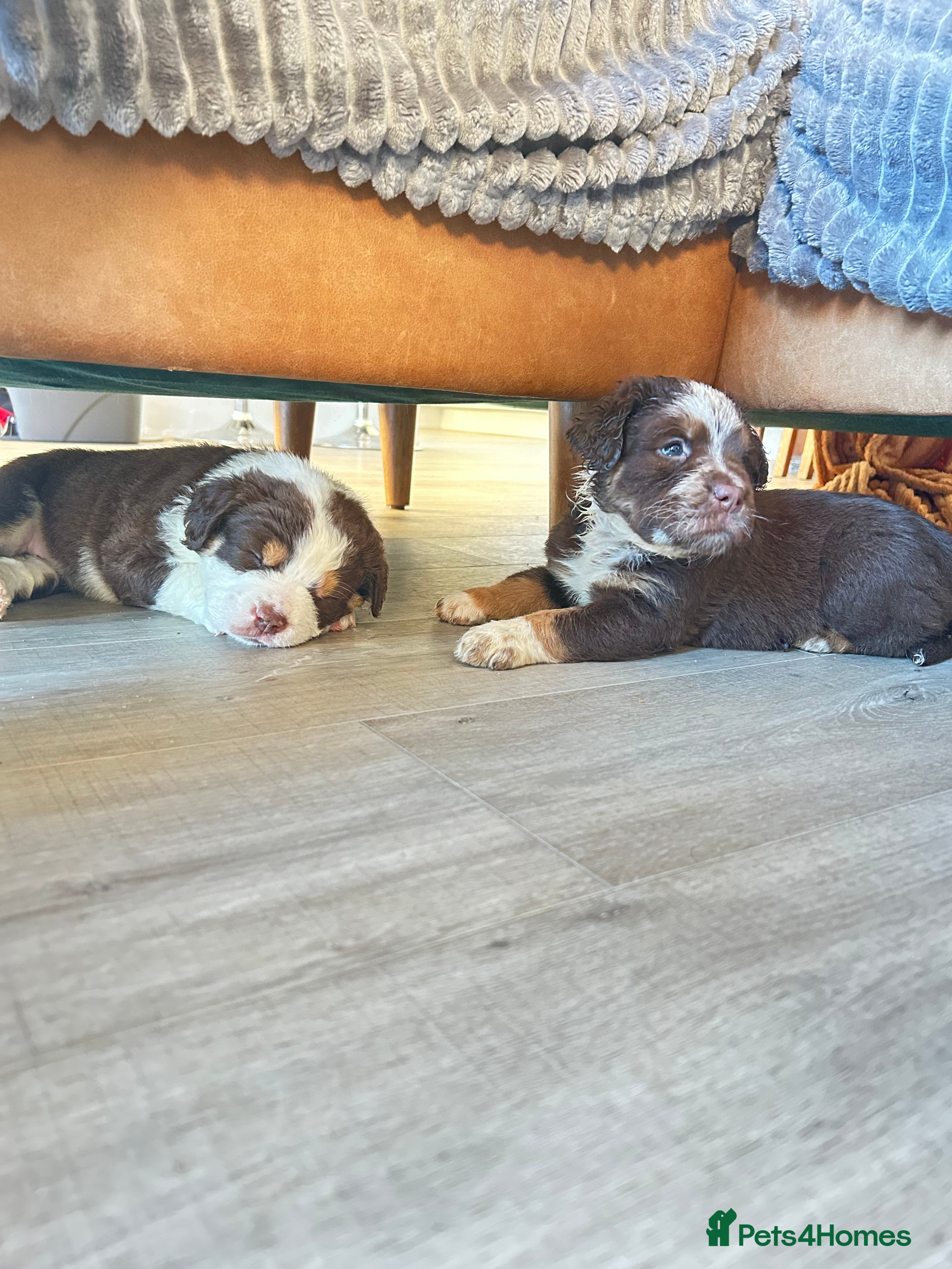 Olde English Bulldogge dogs Olde English fluffy Bulldogge puppies  - Advert 2