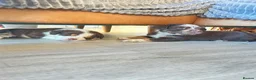 Olde English Bulldogge dogs for sale: Olde English fluffy Bulldogge puppies  - Advert 17