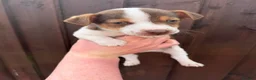 Jack Russell dogs for sale: 5 beautiful Jack Russell puppys  - Advert 23