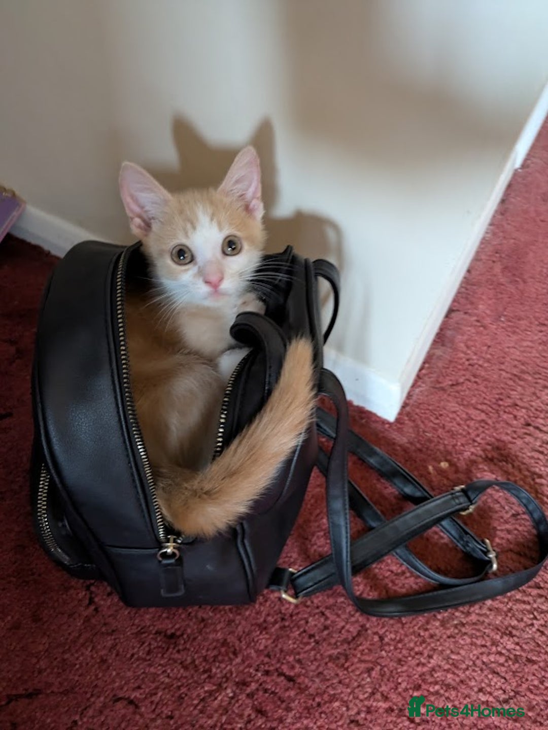 Domestic Shorthair cats for sale: Gorgeous Trio of Kittens to go together - Image 14