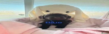 Blue boy