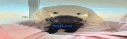 Cavapoo dogs for sale: Rare f1 cavapoo true chocolate  - Advert 5