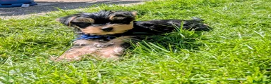 Yorkshire Terrier Puppy 2 Max