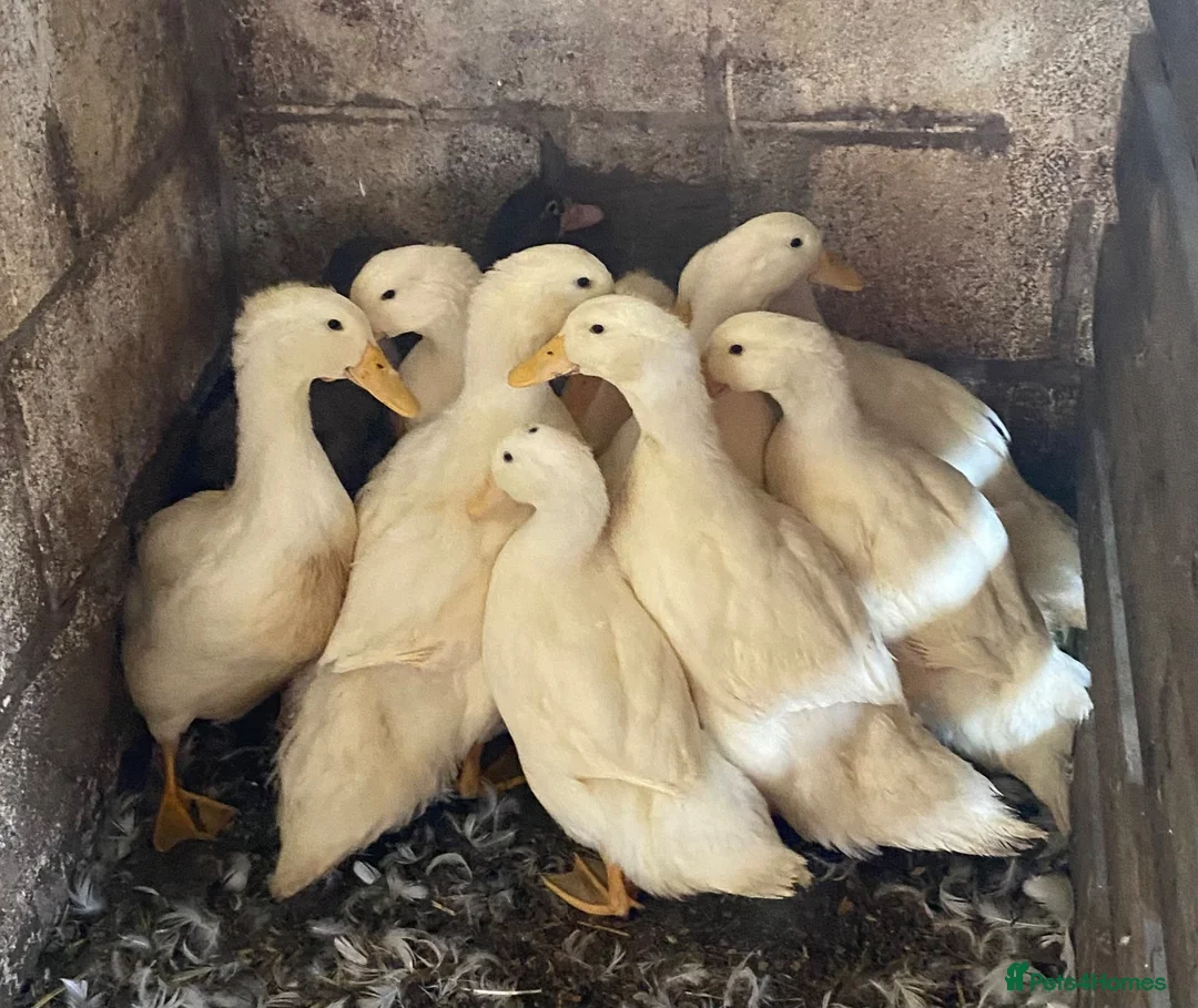 Ducks poultry for sale: Pekin Ducks - Advert 4