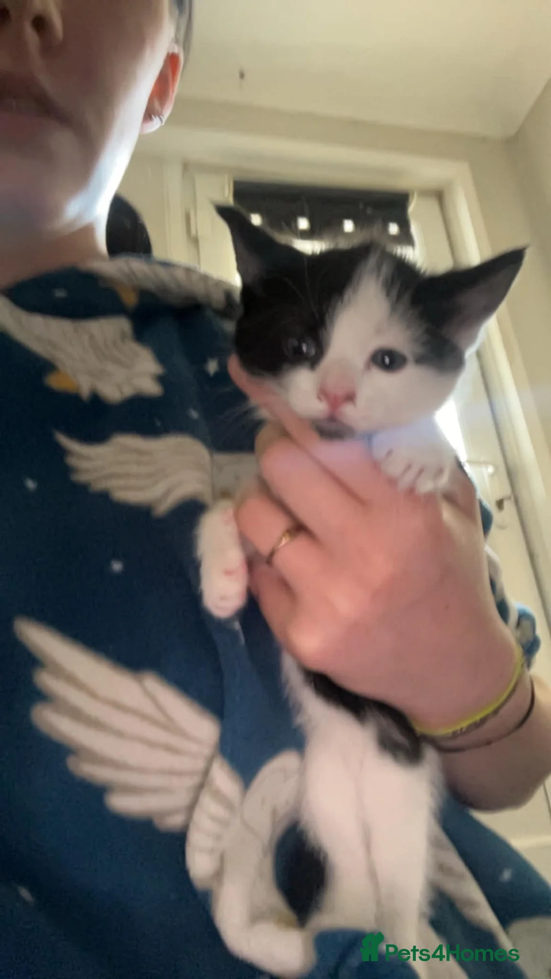 Mixed Breed cats for sale: Kittens  - Advert 2