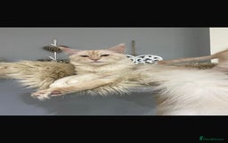 Maine Coon cats for sale: Maine Coon Kittens  - Advert 3