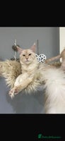 Maine Coon cats Maine Coon Kittens - Advert 1