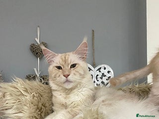 Maine Coon cats Maine Coon Kittens - Advert 12