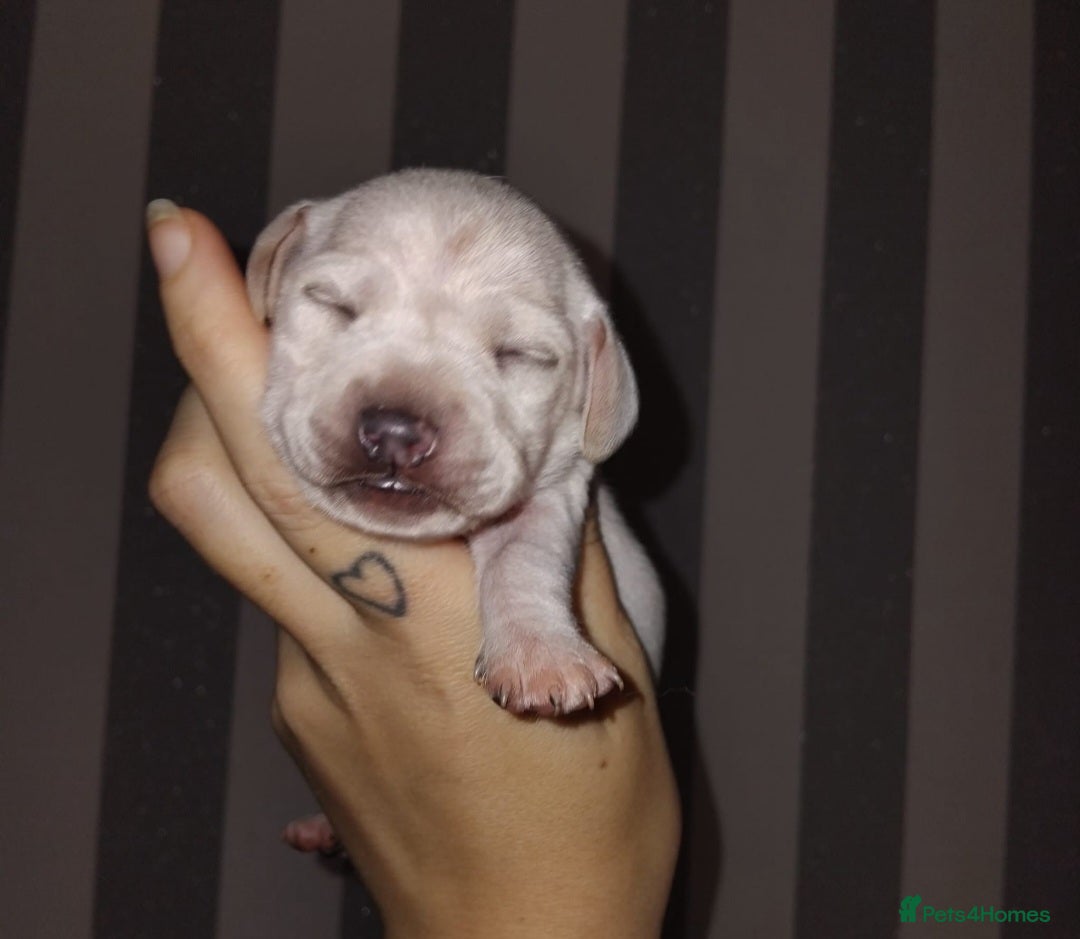 Miniature Dachshund dogs for sale: Exceptional minature cream dachshunds - Image 9