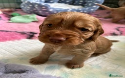 Cocker Spaniel dogs for sale: Working Cocker spaniel puppies - Image 10