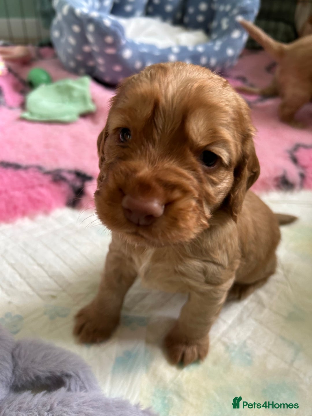 Cocker Spaniel dogs for sale: Working Cocker spaniel puppies - Image 10