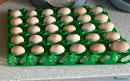 Chickens poultry for sale: Bantams and Pekins for sale - Image 8