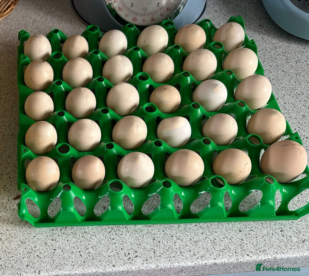 Chickens poultry for sale: Bantams and Pekins for sale - Image 8