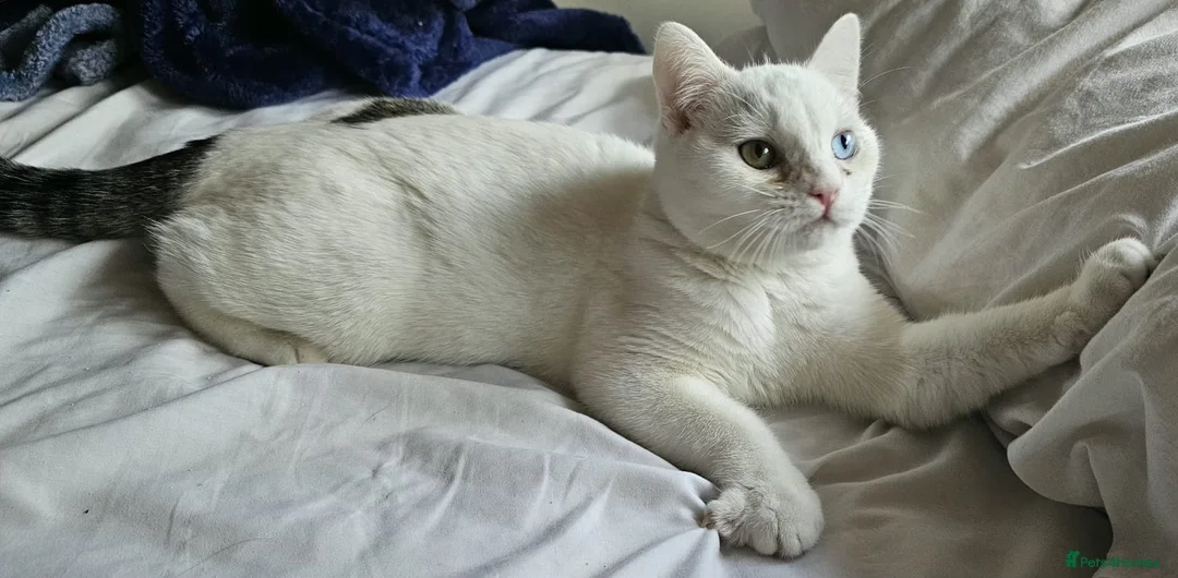 Mixed Breed cats for adoption: Special Nova needs a special indoor home - Advert 9