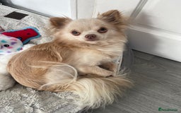 Chihuahua dogs for sale: Chihuahua male puppy  in Fleetwood - Image 14