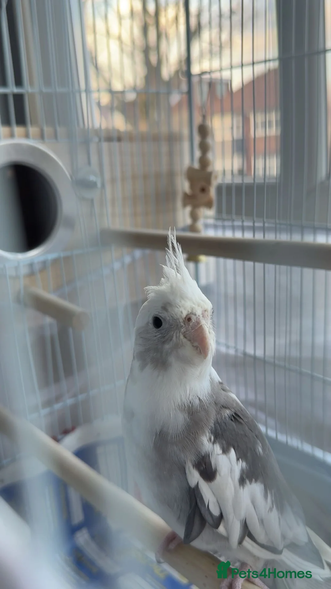 Cockatiels birds for sale: Cockatiels for Sale - Please Read Description - Advert 6