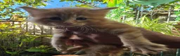 Mixed Breed cats for sale: Maine Coon X Fluffy Long Haired Kittens RESERVE    - Advert 3