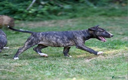 Mixed Breed dogs for sale: Wheatenbull Puppies English Bullterrier x Wheaten  in Egham - Image 23