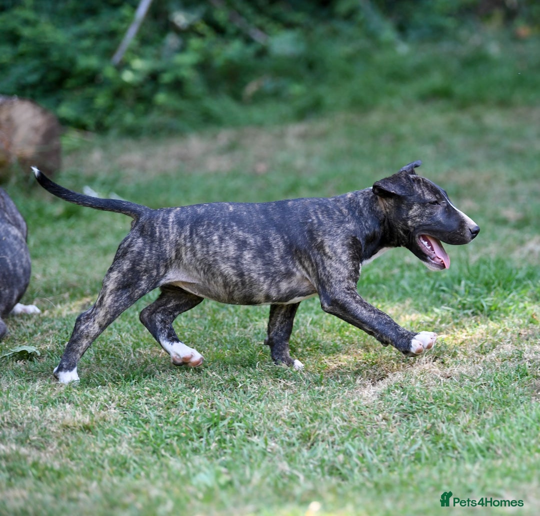 Mixed Breed dogs for sale: Wheatenbull Puppies English Bullterrier x Wheaten  in Egham - Image 23