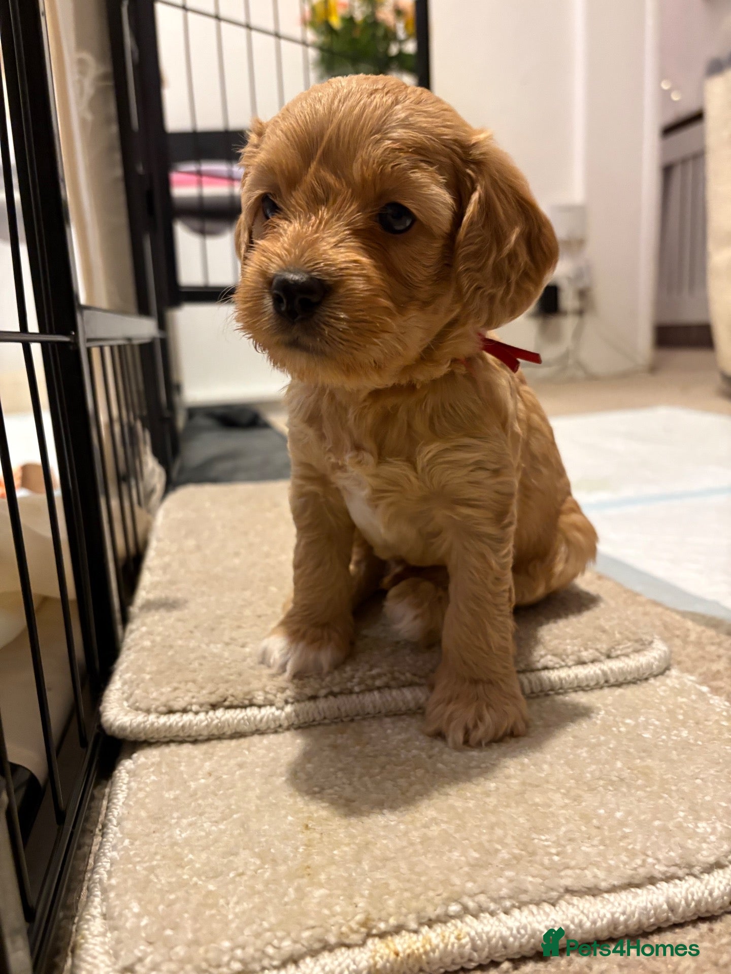 Cockapoo dogs Beautiful F2 Cockapoo Puppies – Due October - Advert 2