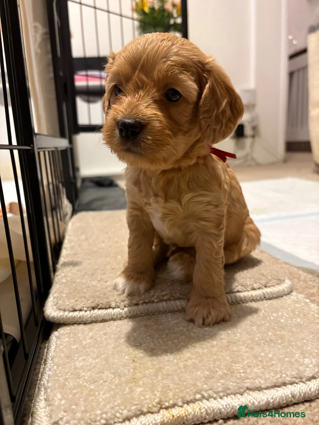 Cockapoo dogs for sale: Beautiful F2 Cockapoo Puppies – Due October in Southampton - Advert 2