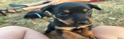 Australian Kelpie dogs for sale: Australian kelpies   - Advert 3