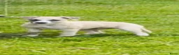 Whippet dogs for sale: Beautiful KC Whippet boy Puppy  - Advert 16