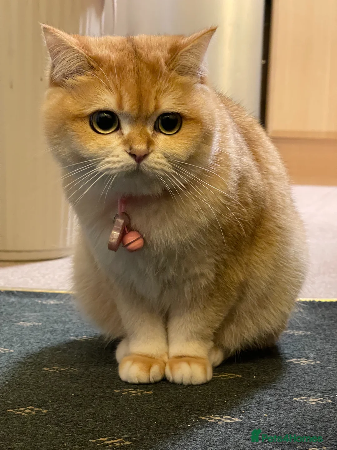 British Longhair cats for sale: British Shorthair Golden Kittens 2 Beautiful Girls in Grays - Advert 2