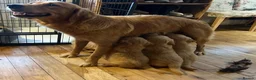 Golden Retriever dogs for sale: Beautiful KC Golden Retriver Puppies  - Advert 15