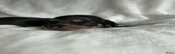 Miniature Dachshund dogs for sale: Beautiful English cream long hair mini dachshunds - Advert 16