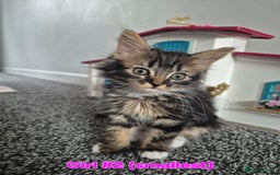 Mixed Breed cats for sale: 6 adorable kittens looking for homes❤️ - Image 2