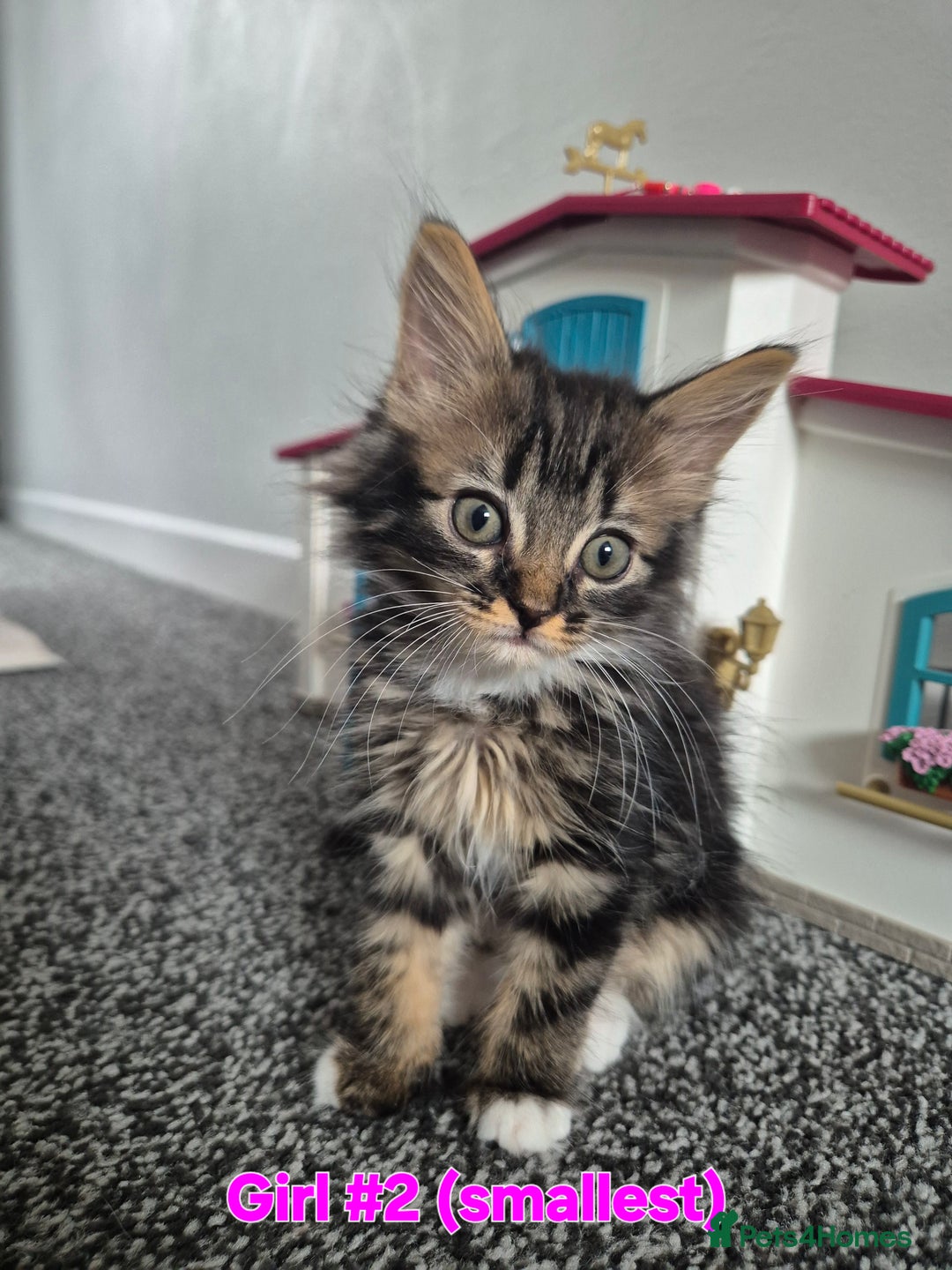 Mixed Breed cats for sale: 6 adorable kittens looking for homes❤️ - Image 2