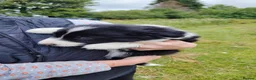 Border Collie dogs for sale: Border Collie Pups  - Advert 8