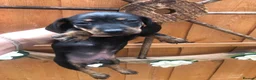 Dachshund dogs for sale: Miniature dutch hound, puppies  - Advert 8