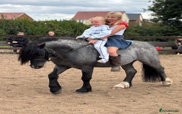 Welsh Section C horses for sale: Mr Frankby  - Image 3
