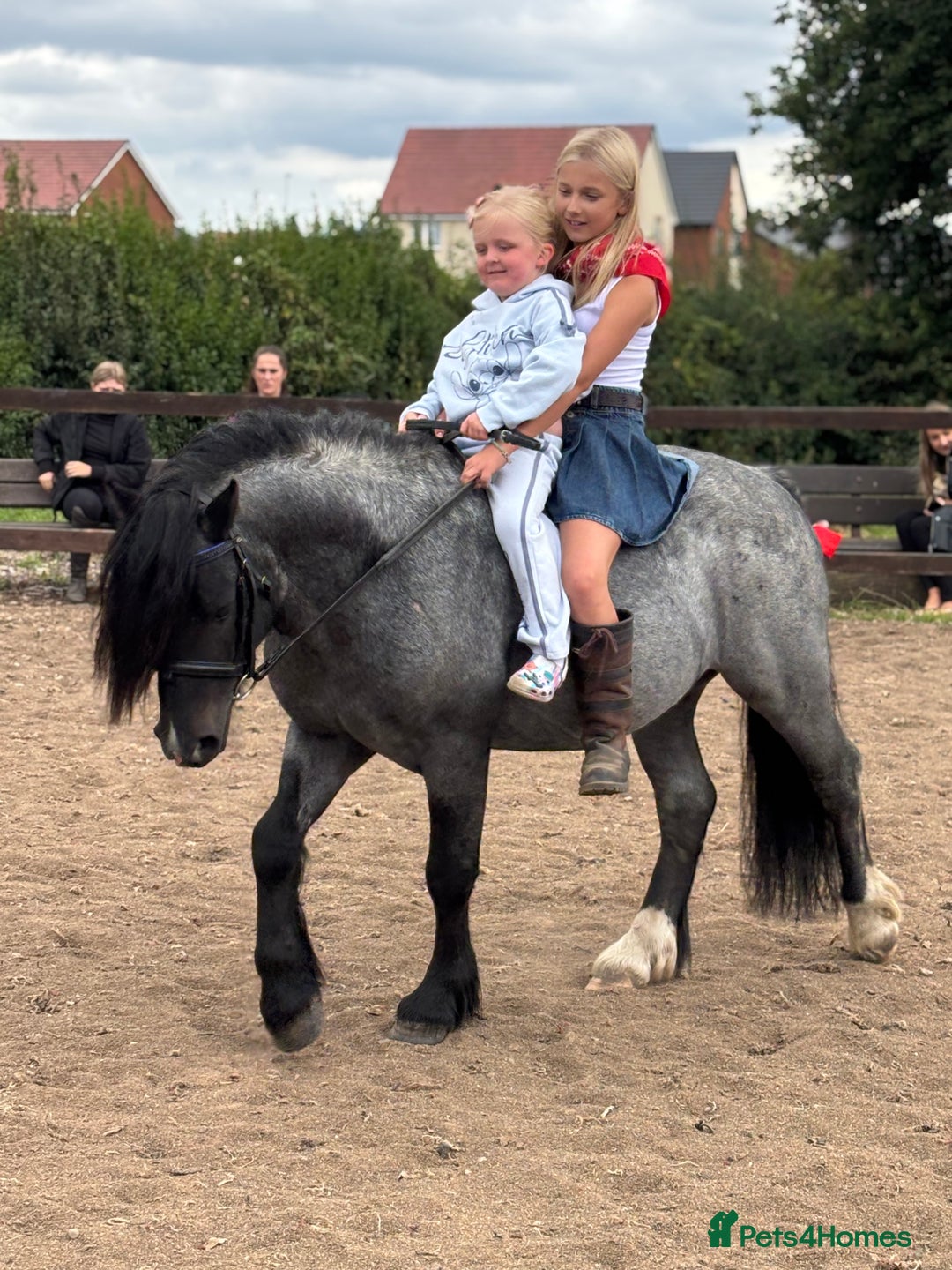Welsh Section C horses for sale: Mr Frankby  - Image 3
