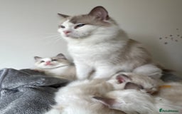 Ragdoll cats for sale: Stunning full pedigree EU Ragdoll kittens  - Image 2