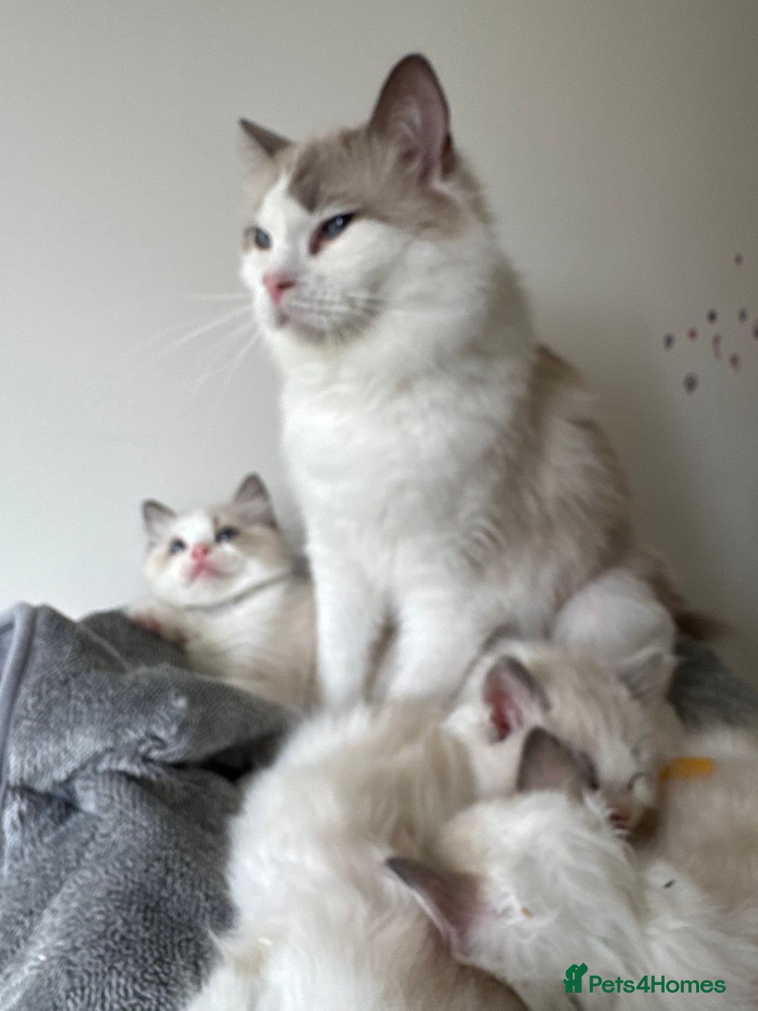 Ragdoll cats for sale: Stunning full pedigree EU Ragdoll kittens  - Image 2