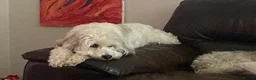 Cockapoo dogs for sale: Belles beautiful Angels  - Advert 9